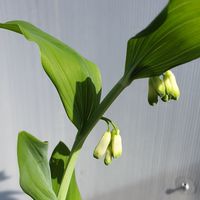 Polygonatum hybridum 'Weihenstephan'